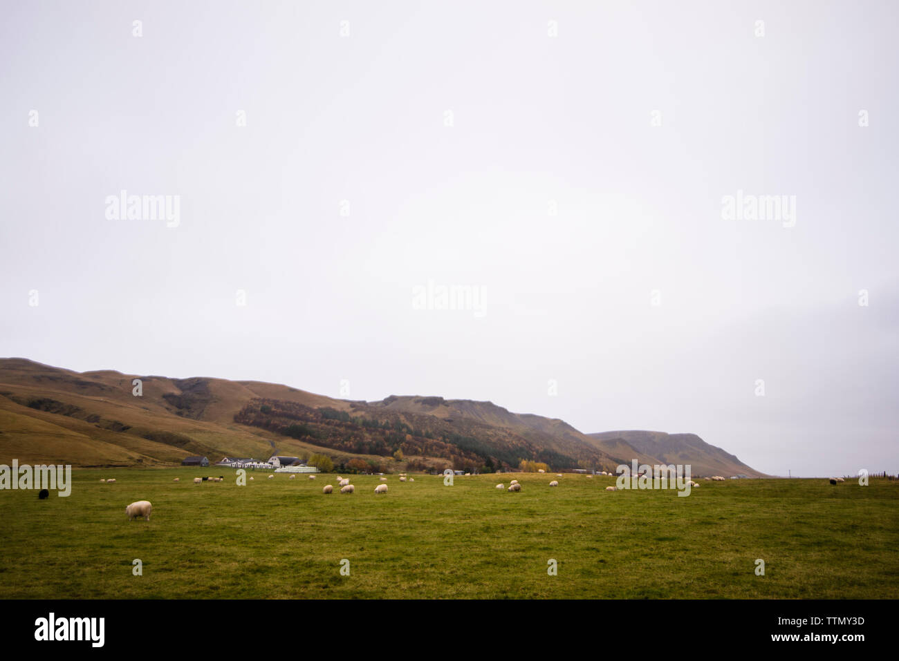 Flock of sheep grazing on grassy field against mountains and clear sky ...
