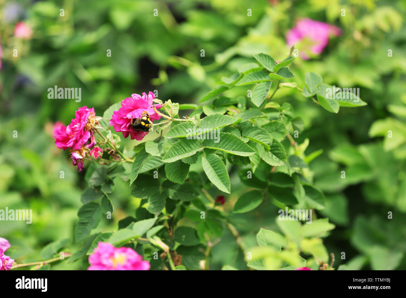 Pink buds bush tea roses hi-res stock photography and images - Alamy