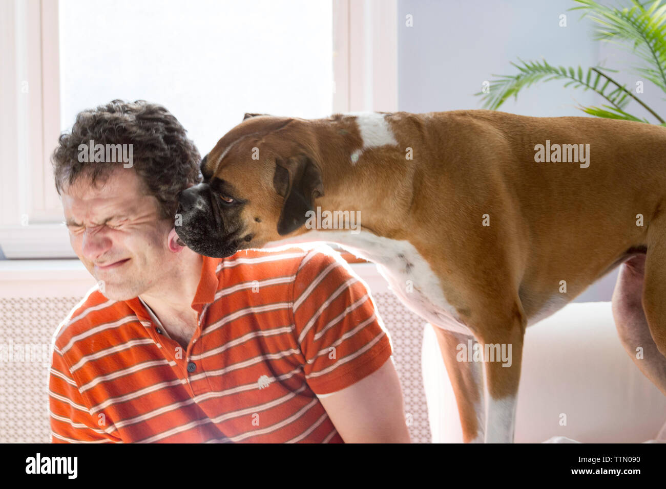 Brown boxer dog licking caucasian man in the face. Man is squinting and leaning away. Stock Photo