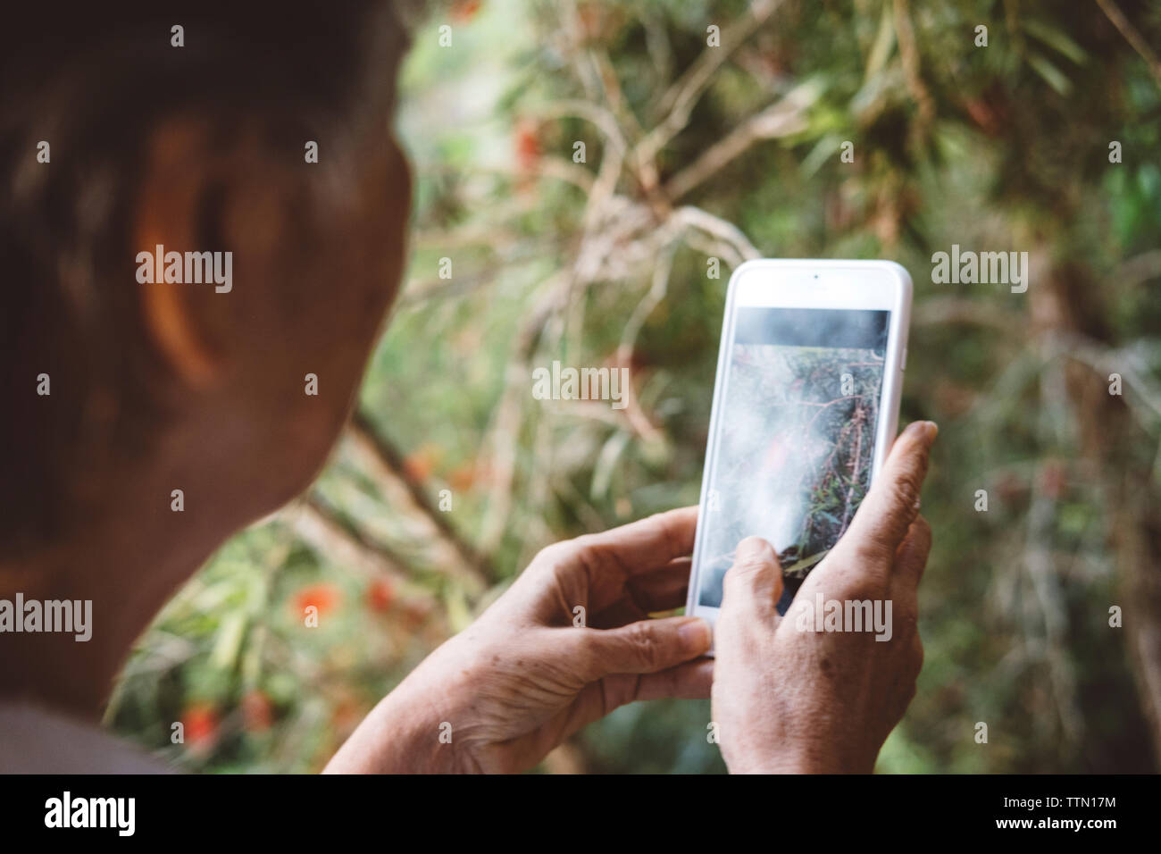 Close-up of woman photographing plants with mobile phone in yard Stock Photo