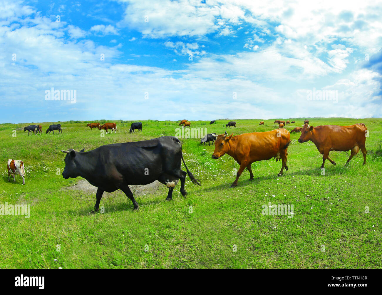 Cows on the meadow Stock Photo - Alamy