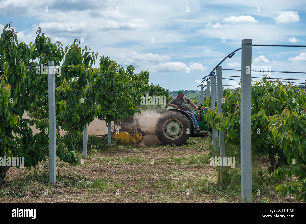 Cassano delle Murge, Bari 11/05/2019: Azienda agricola di Marcello Susca. Visita in occasione della campagna COOP 'Ciliegie No Pesticidi No Glifosato' Stock Photo
