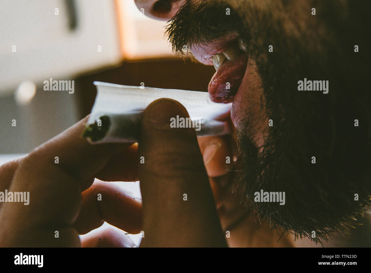 Bearded man licking end of rolling paper while making marijuana joints at home Stock Photo