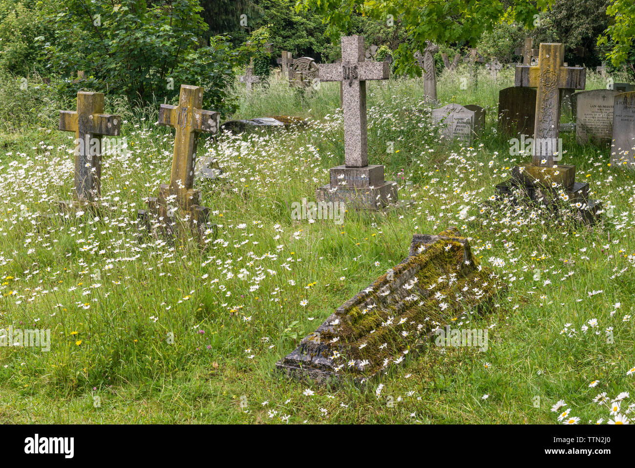 Holywell Cemetery, Oxford, UK. Closed to new burials for many years, it is now run as a wildlife refuge, with only a few paths kept clear Stock Photo