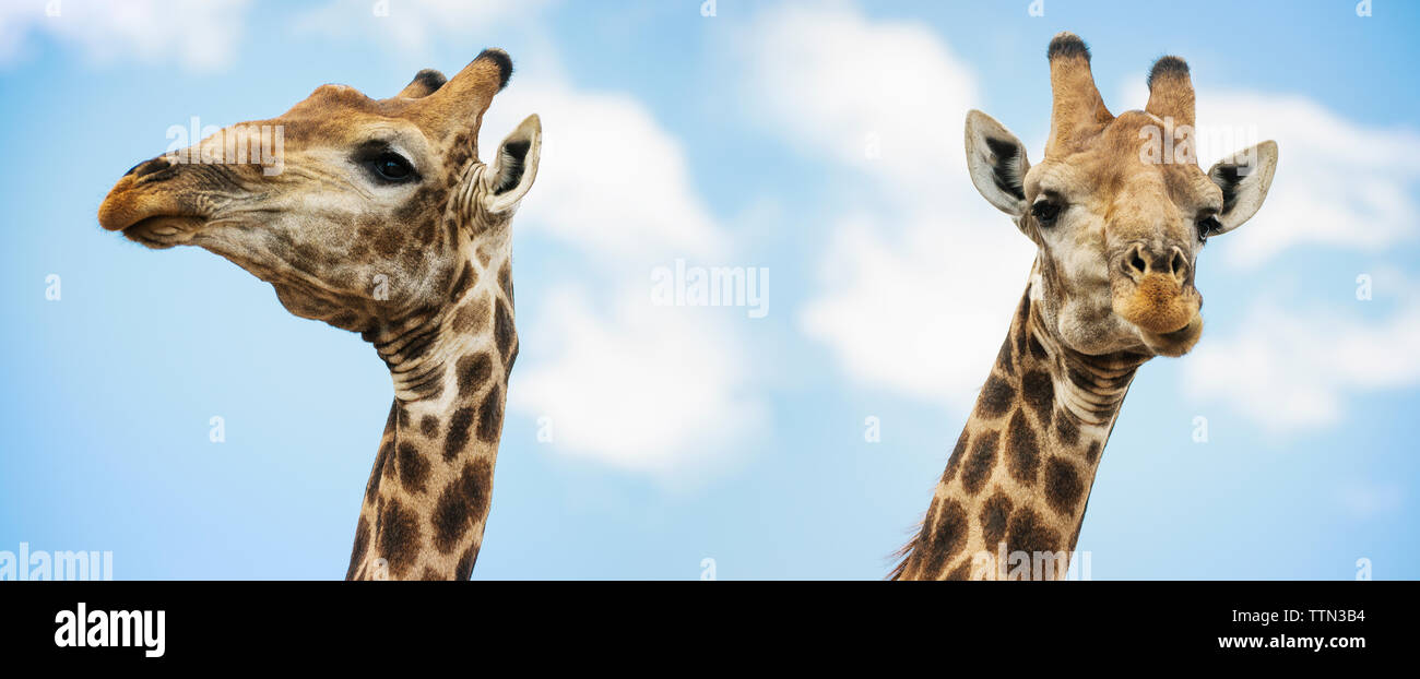 Two giraffes standing together Stock Photo - Alamy