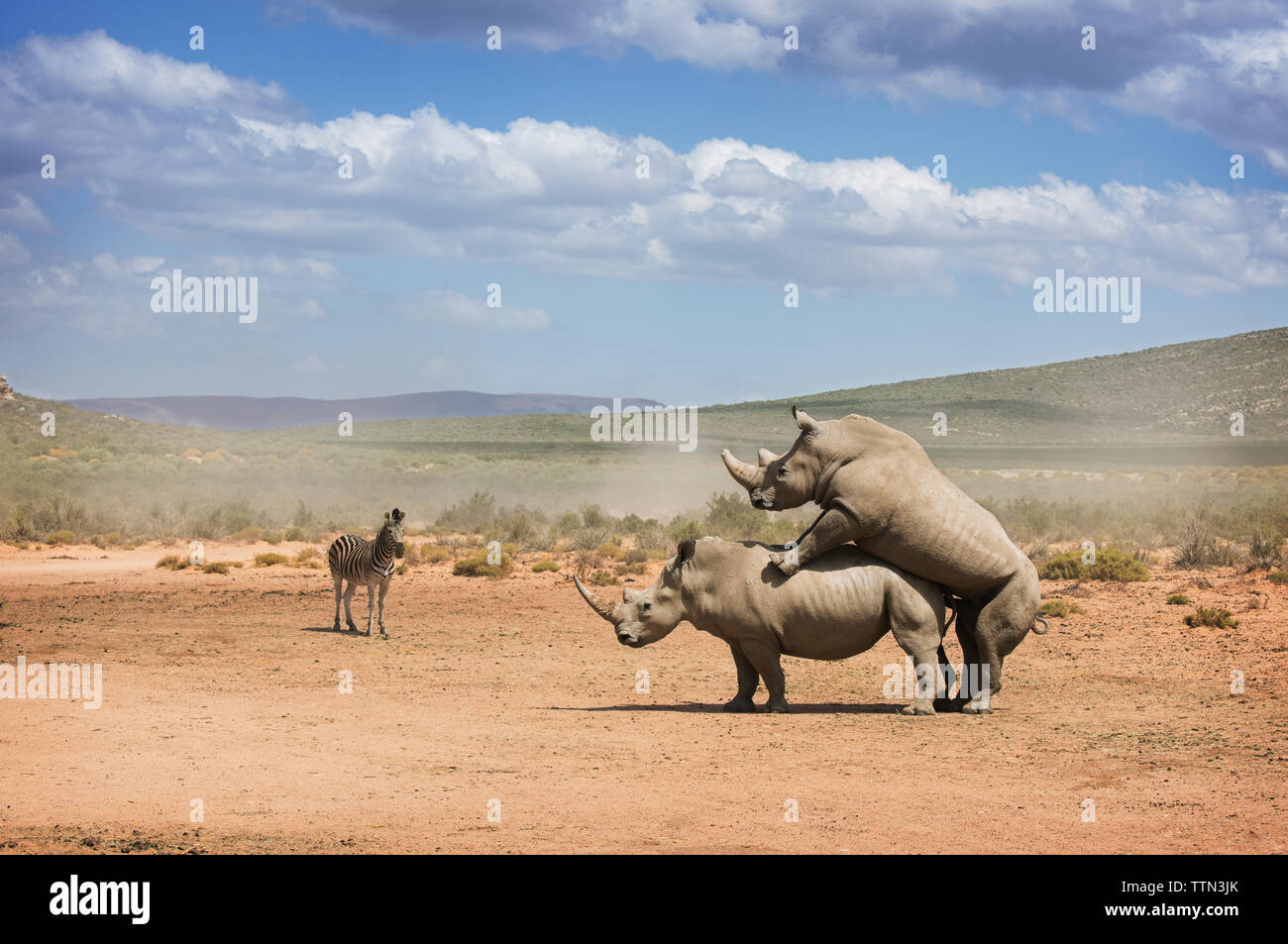 Rhinoceroses mating at national park Stock Photo