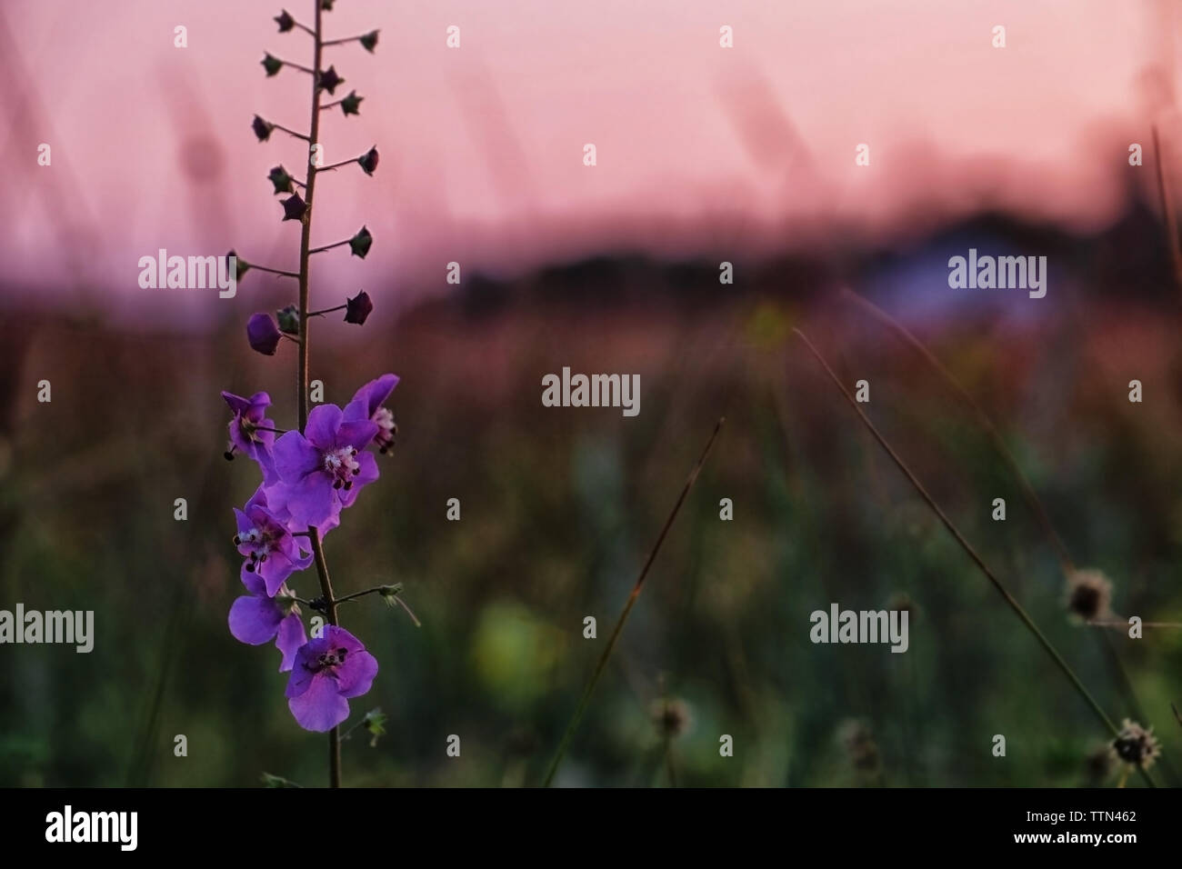 Beautiful meadow purple flower on blurred nature background Stock Photo ...