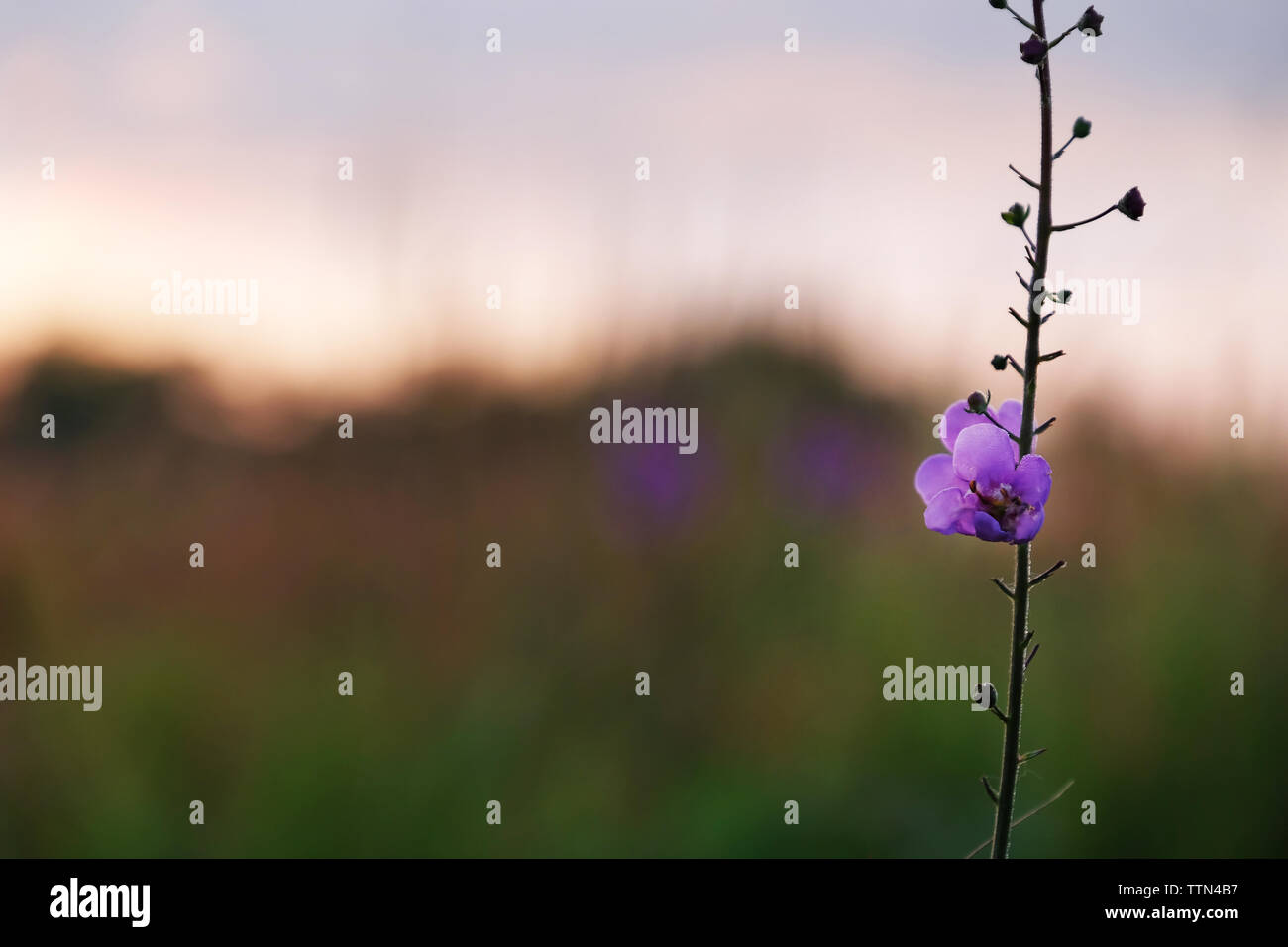 Beautiful meadow purple flower on blurred nature background Stock Photo ...