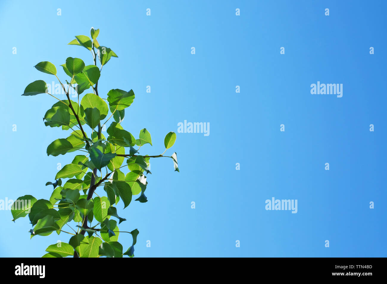 Tree branch on blue sky background Stock Photo - Alamy