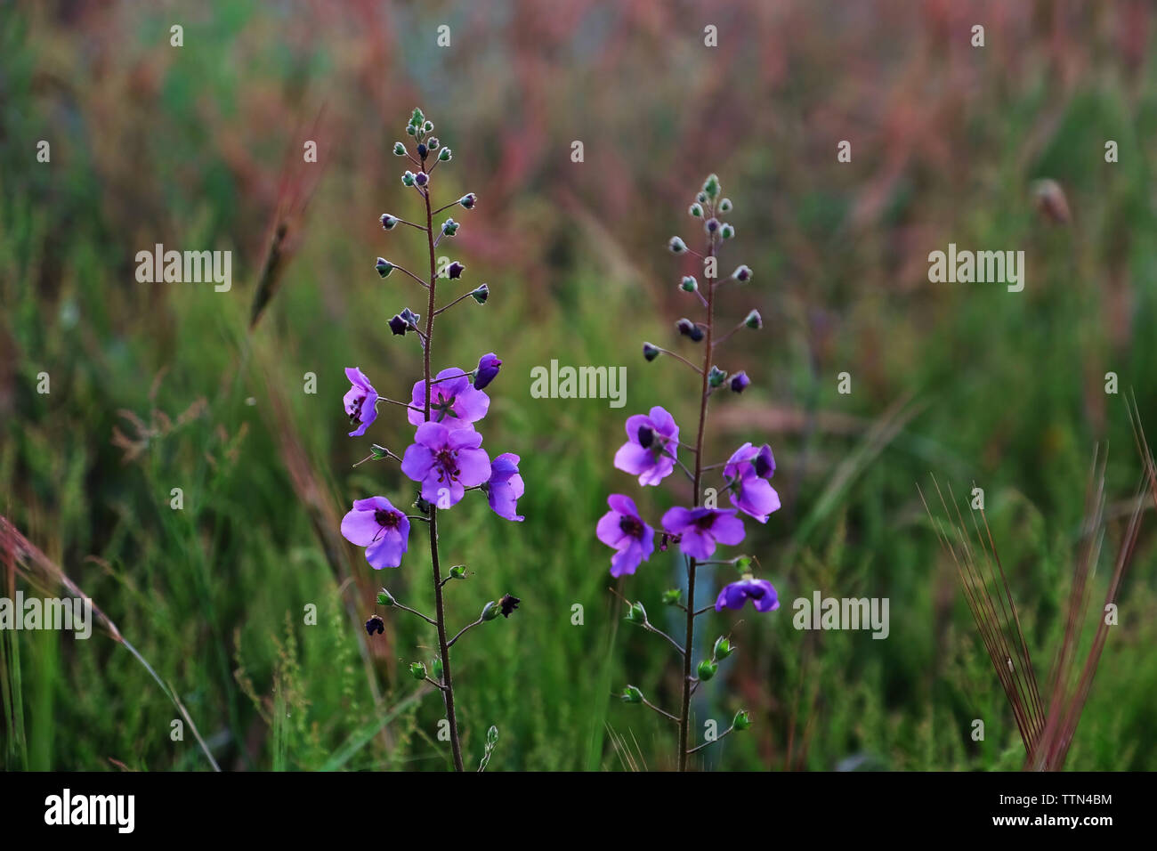 Beautiful meadow purple flowers on blurred grass background Stock Photo ...