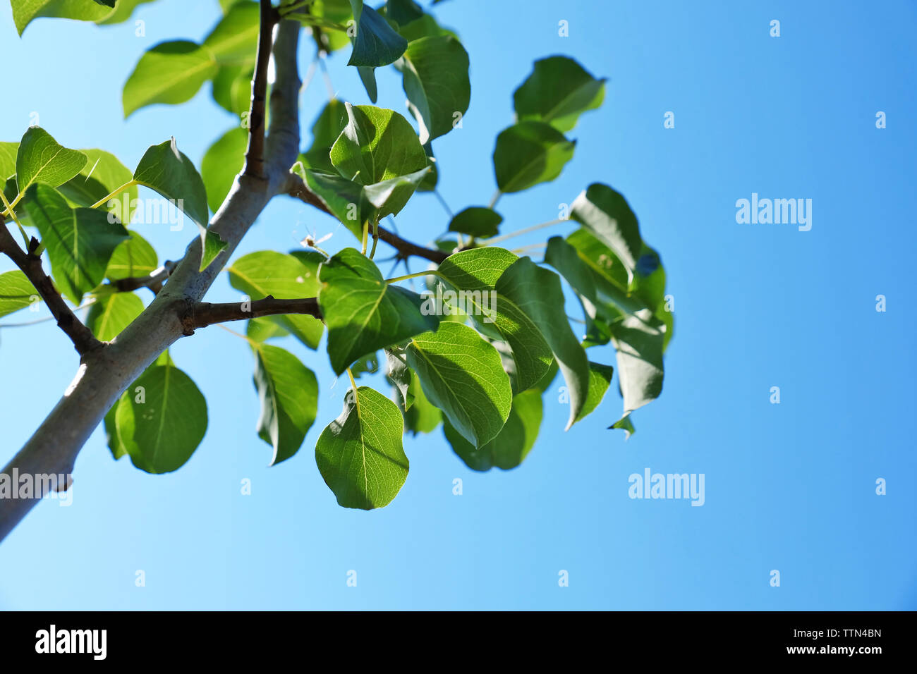 Tree branch on blue sky background Stock Photo - Alamy