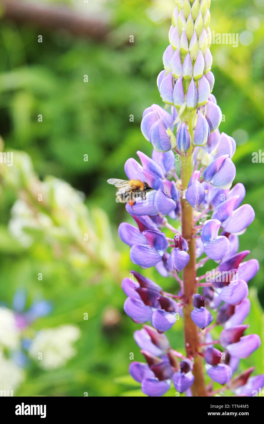 Lupinus texensis. The bumblebee collects honey on a purple lupine after rain Stock Photo