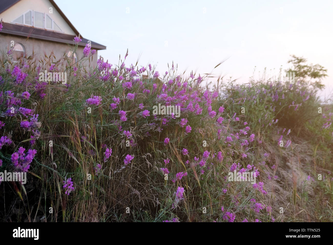 Beautiful purple meadow flowers on blurred sky background Stock Photo ...