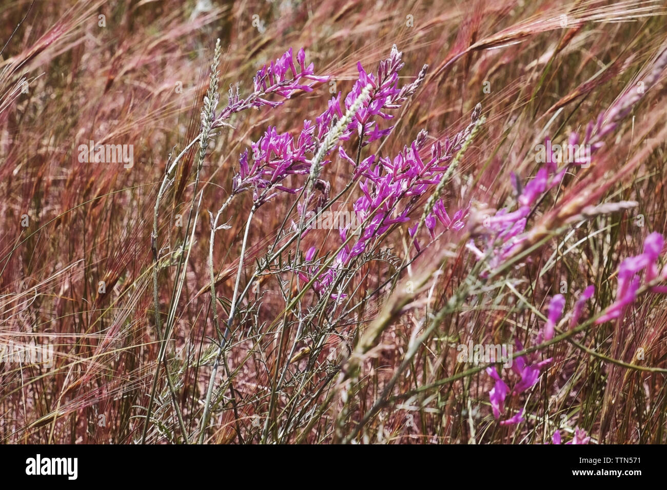 Purple meadow flowers on blurred grass background Stock Photo - Alamy