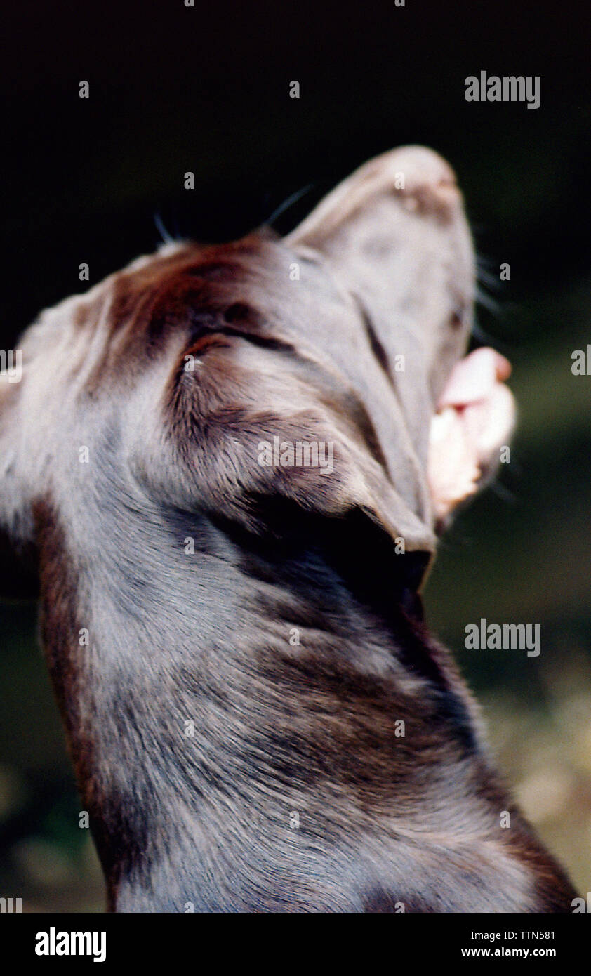 Chocolate brown Labrador Retriever looking up with mouth open. Adult female. Image from behind showing neck and head. Stock Photo