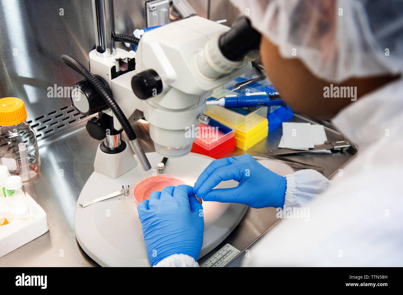 Scientist using microscope while examining samples in petri dish at laboratory Stock Photo