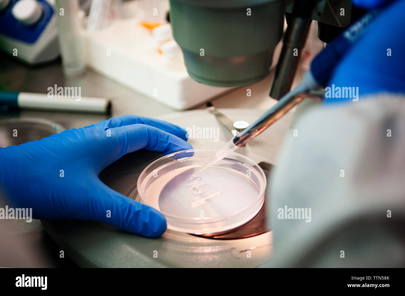 Scientist examining samples in petri dish under microscope at laboratory Stock Photo