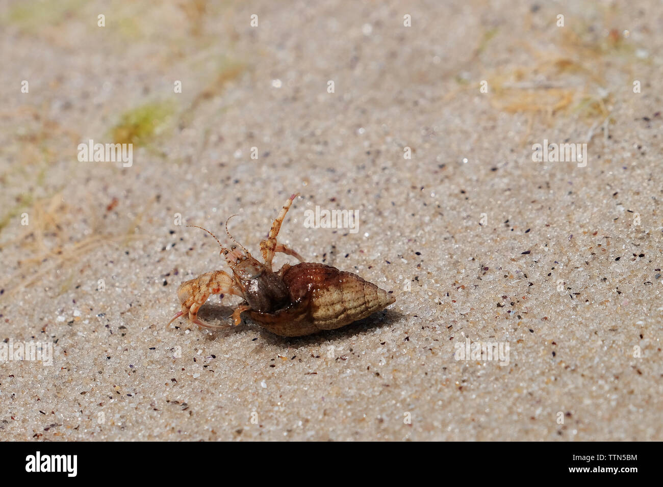Small Hermit Crab High Resolution Stock Photography and Images - Alamy