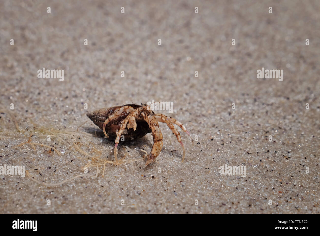 Small Hermit Crab High Resolution Stock Photography and Images - Alamy