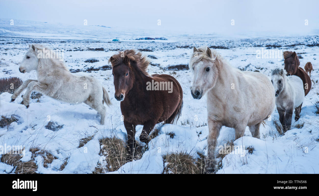 Horses running on snowy landscape against sky Stock Photo