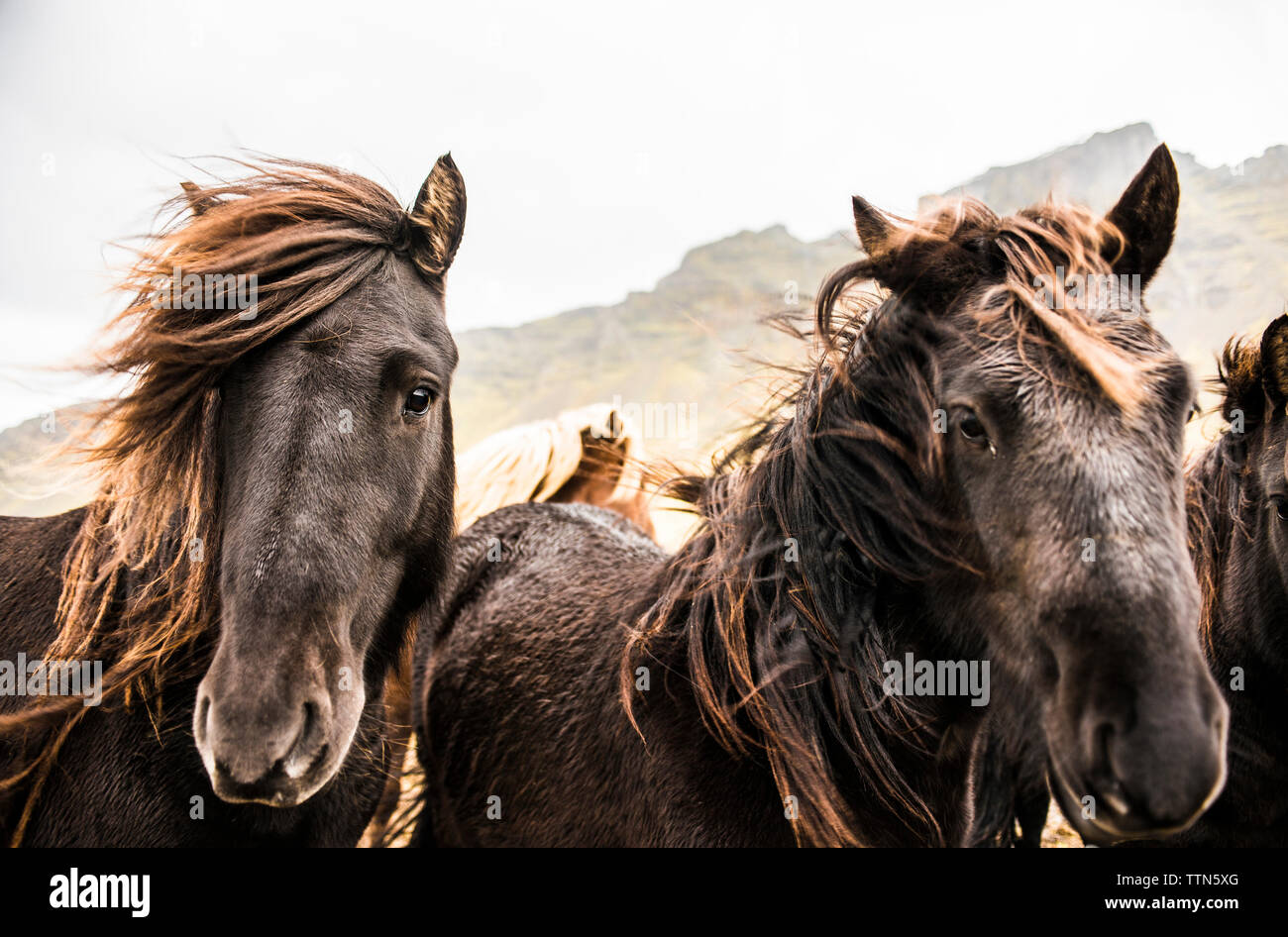 Portrait of horses standing against by mountain against sky Stock Photo