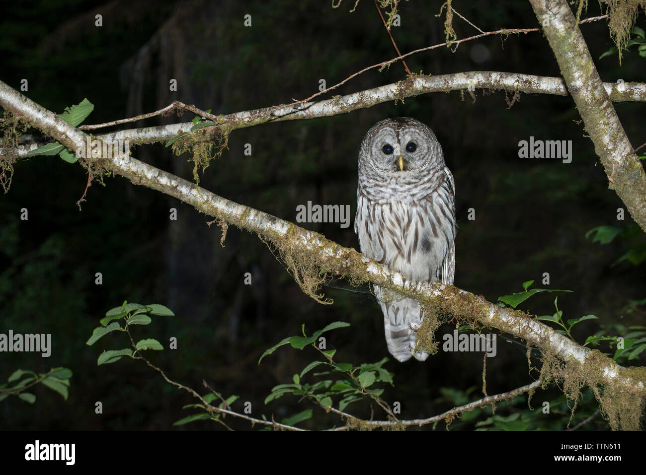 Portrait of barred owl perching on branch Stock Photo