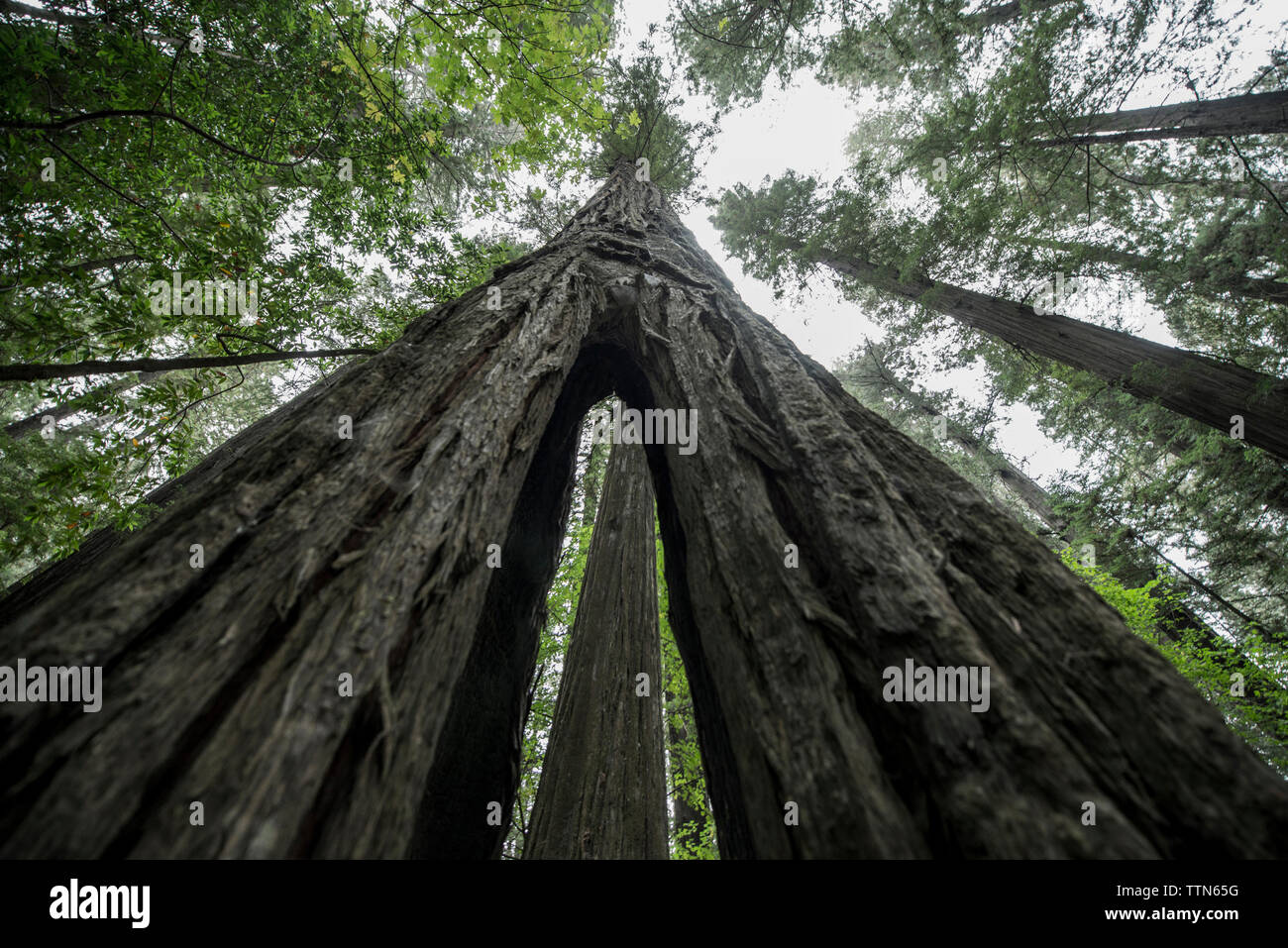 Low angle view of redwood tree growing in forest Stock Photo