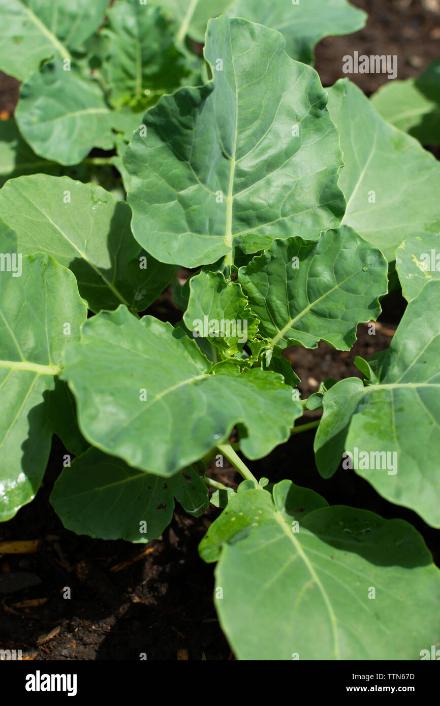 Broccoli plants in home garden on a beautiful Spring morning Stock ...