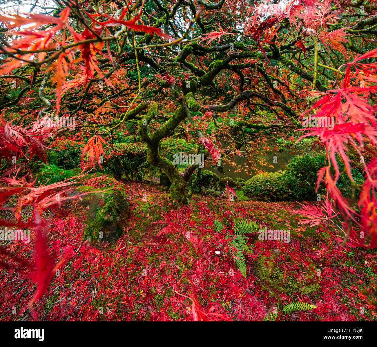 Portland japanese garden maple tree hi-res stock photography and images ...