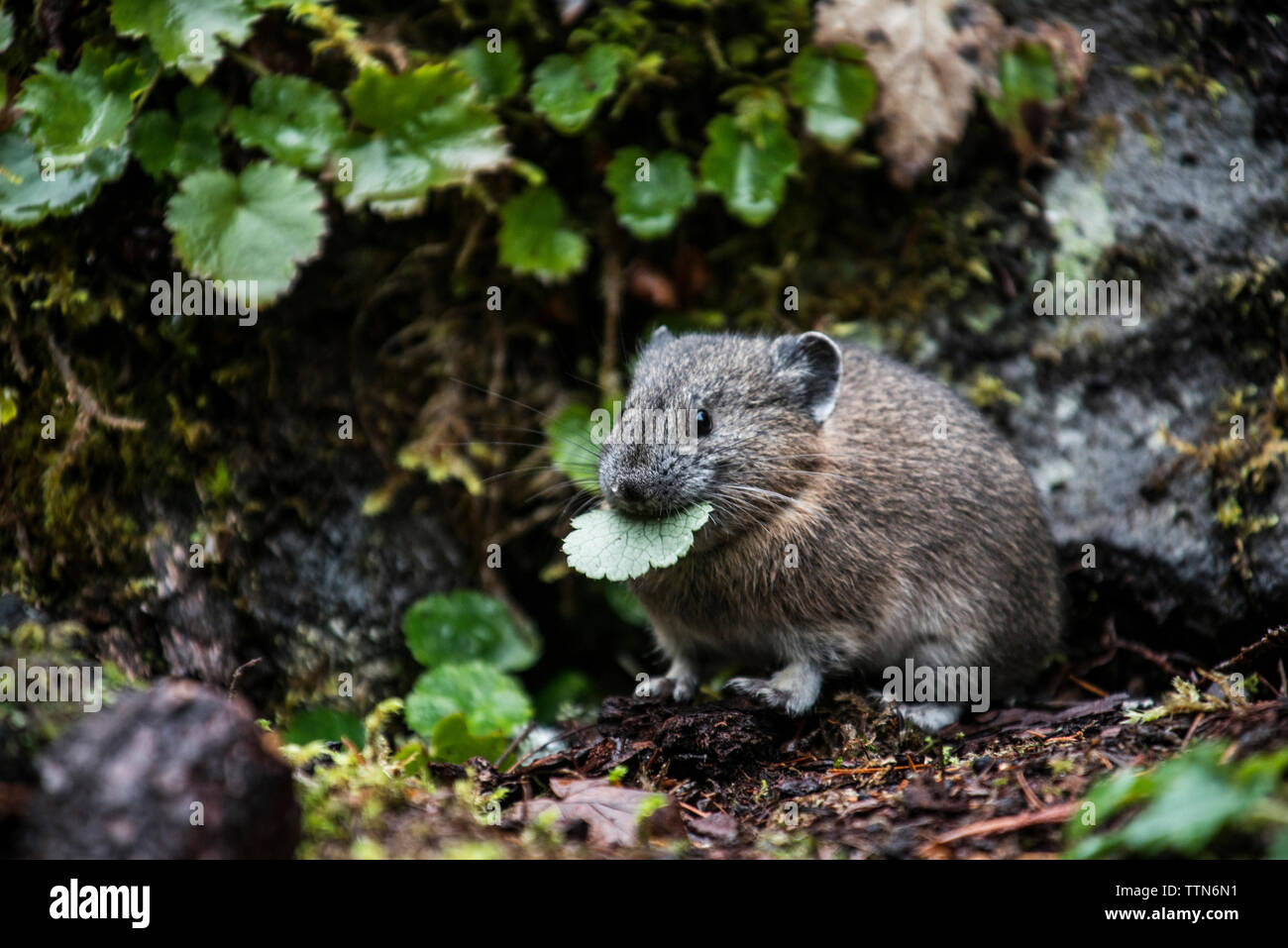 Rat eating leaf in forest Stock Photo Alamy