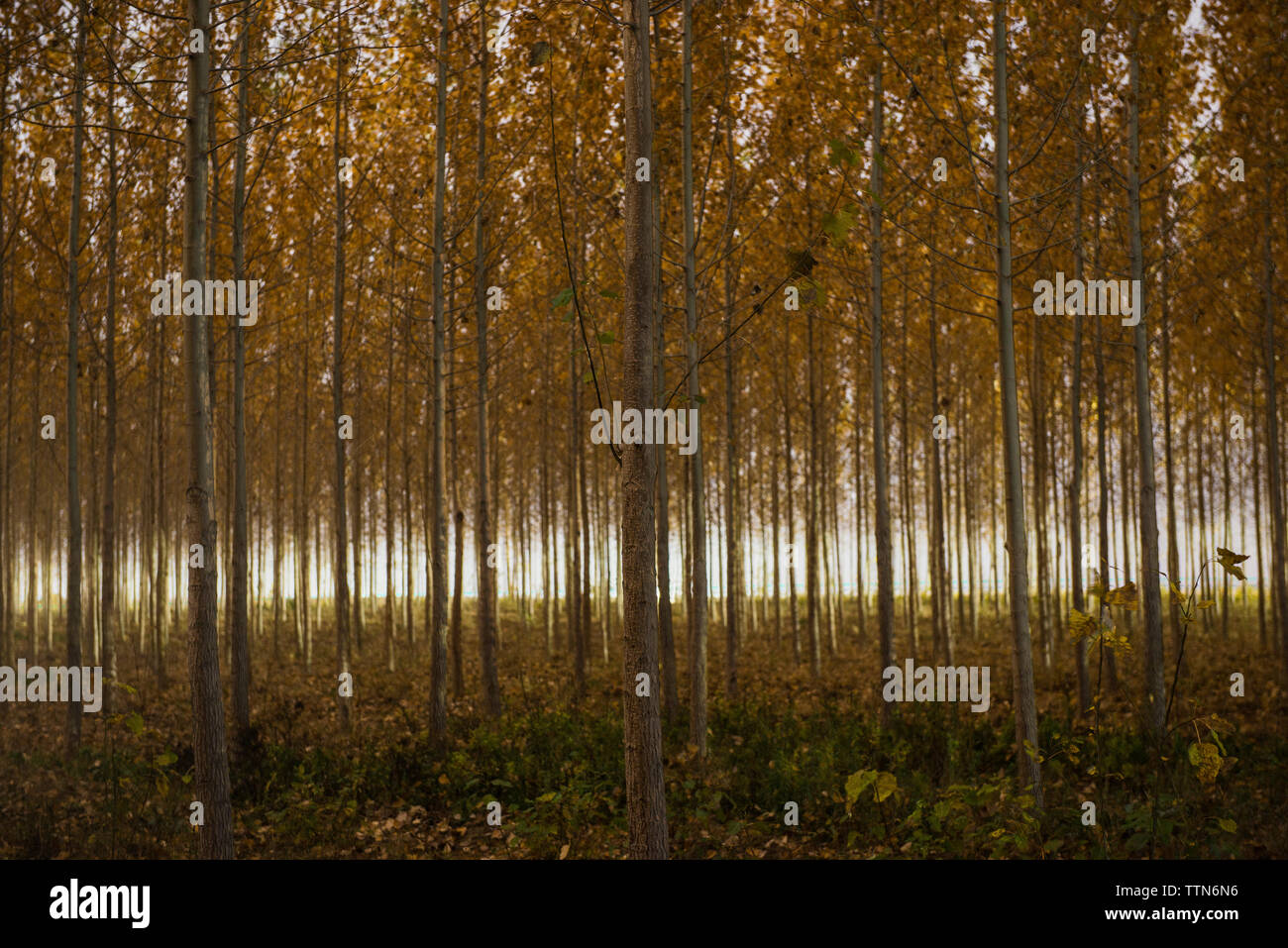 Tranquil view of tree farm Stock Photo