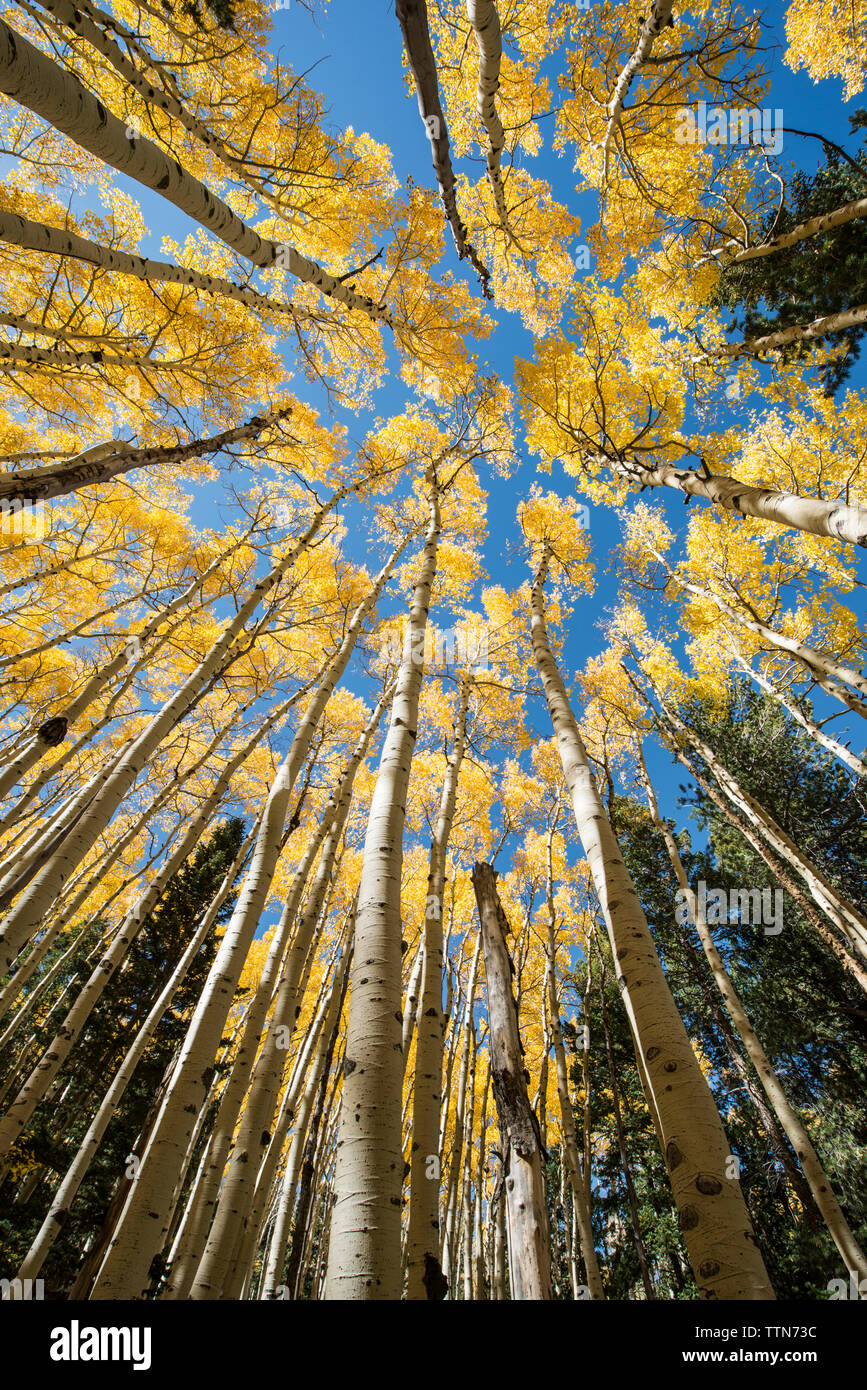 Aspen trees bark canopy hi-res stock photography and images - Alamy