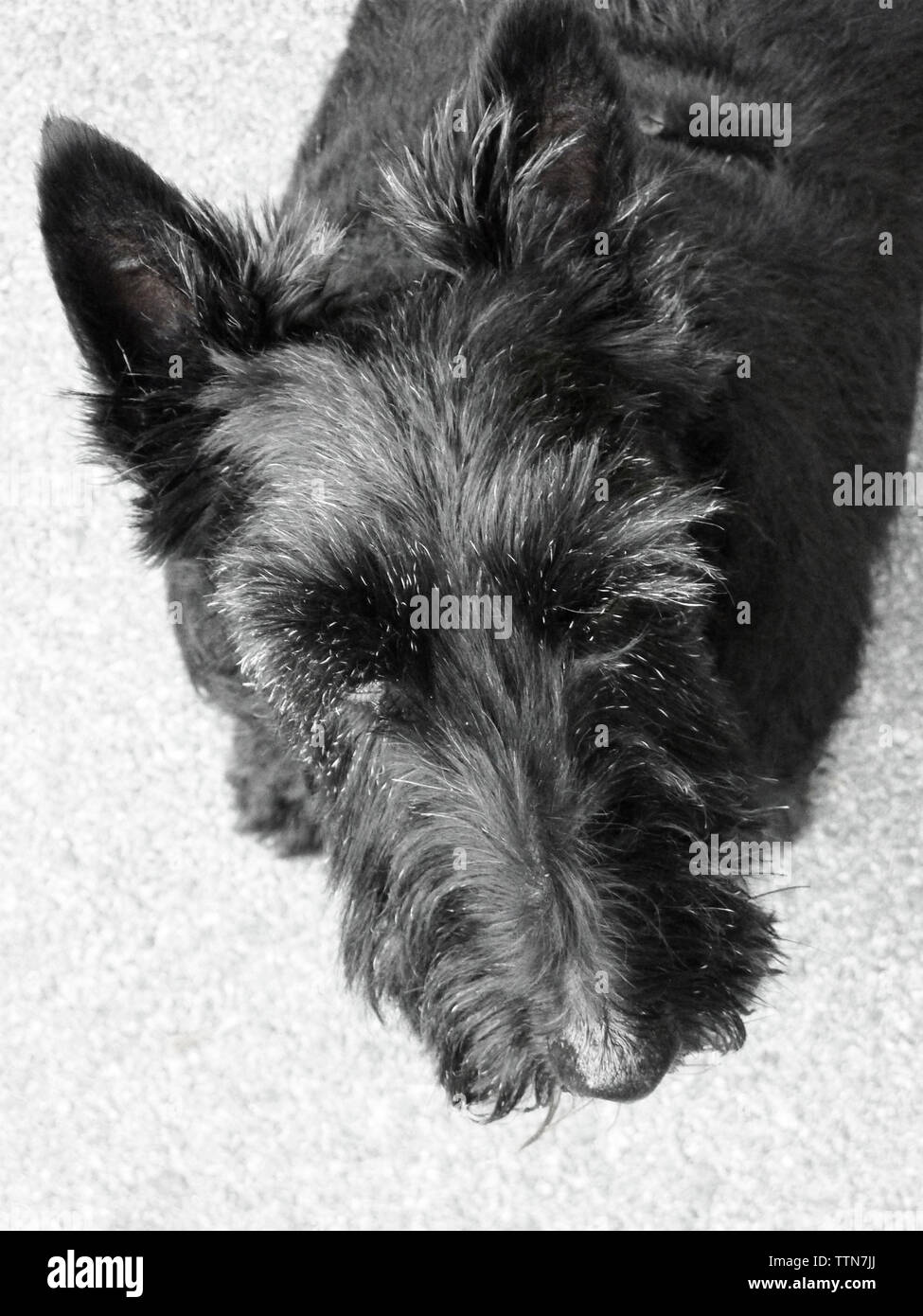 Adult 10 Year Old Female Black Scottish Terrier Scottie Dog