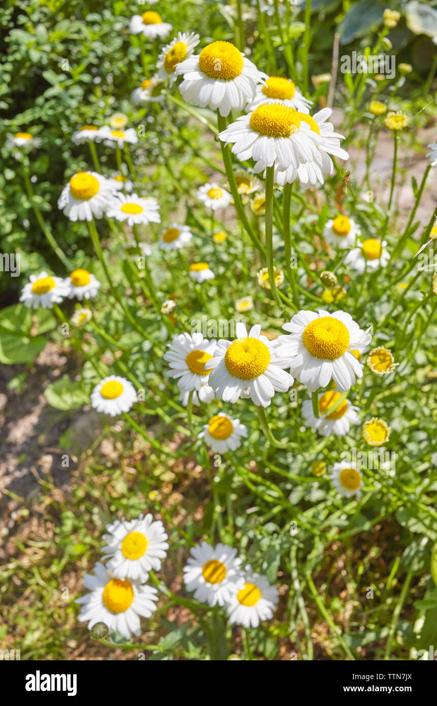 Oxeye daisy flowers (Leucanthemum vulgare) in a garden, selective focus. Stock Photo