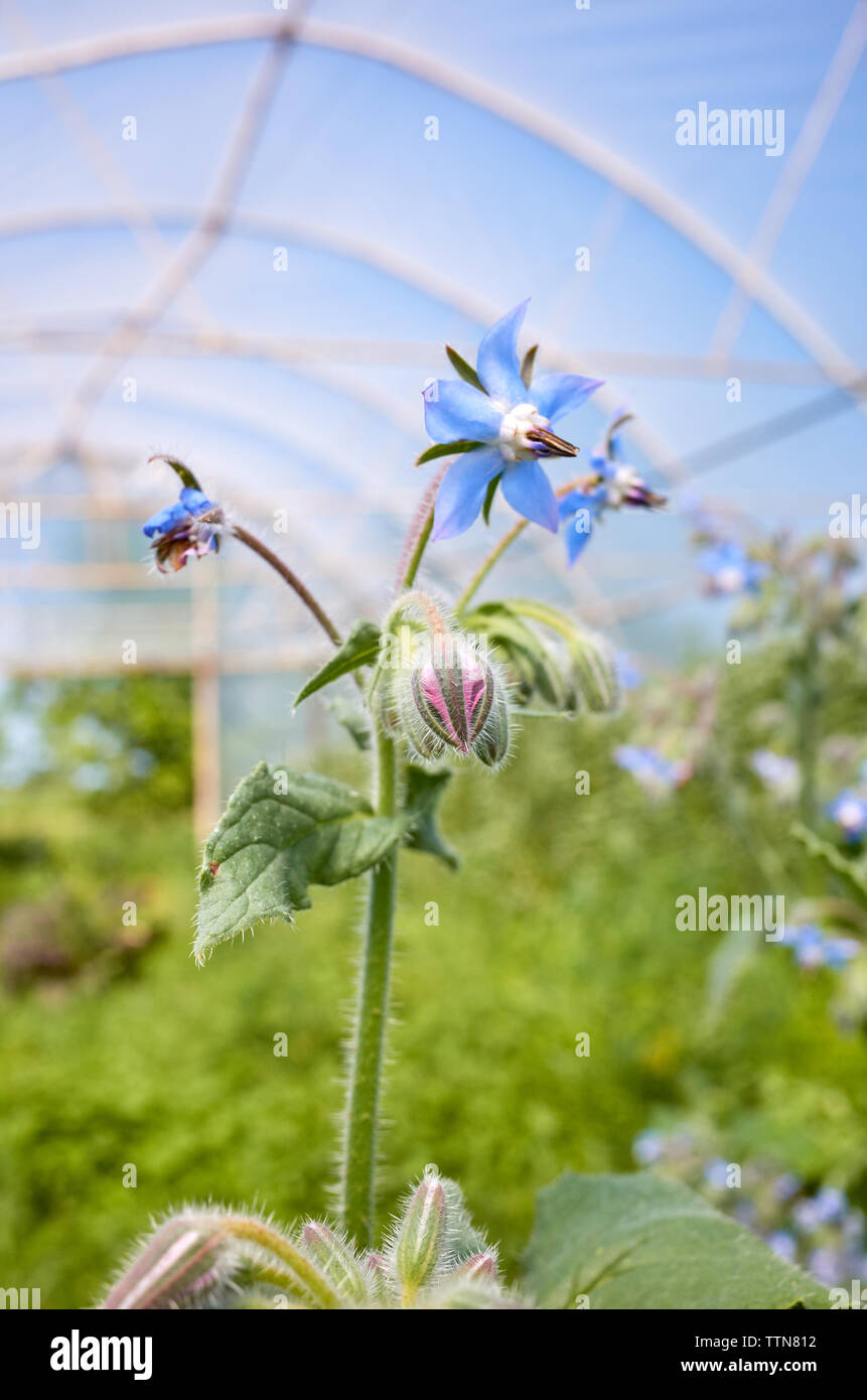 Close up picture of borage (Borago officinalis) in a greenhouse ...