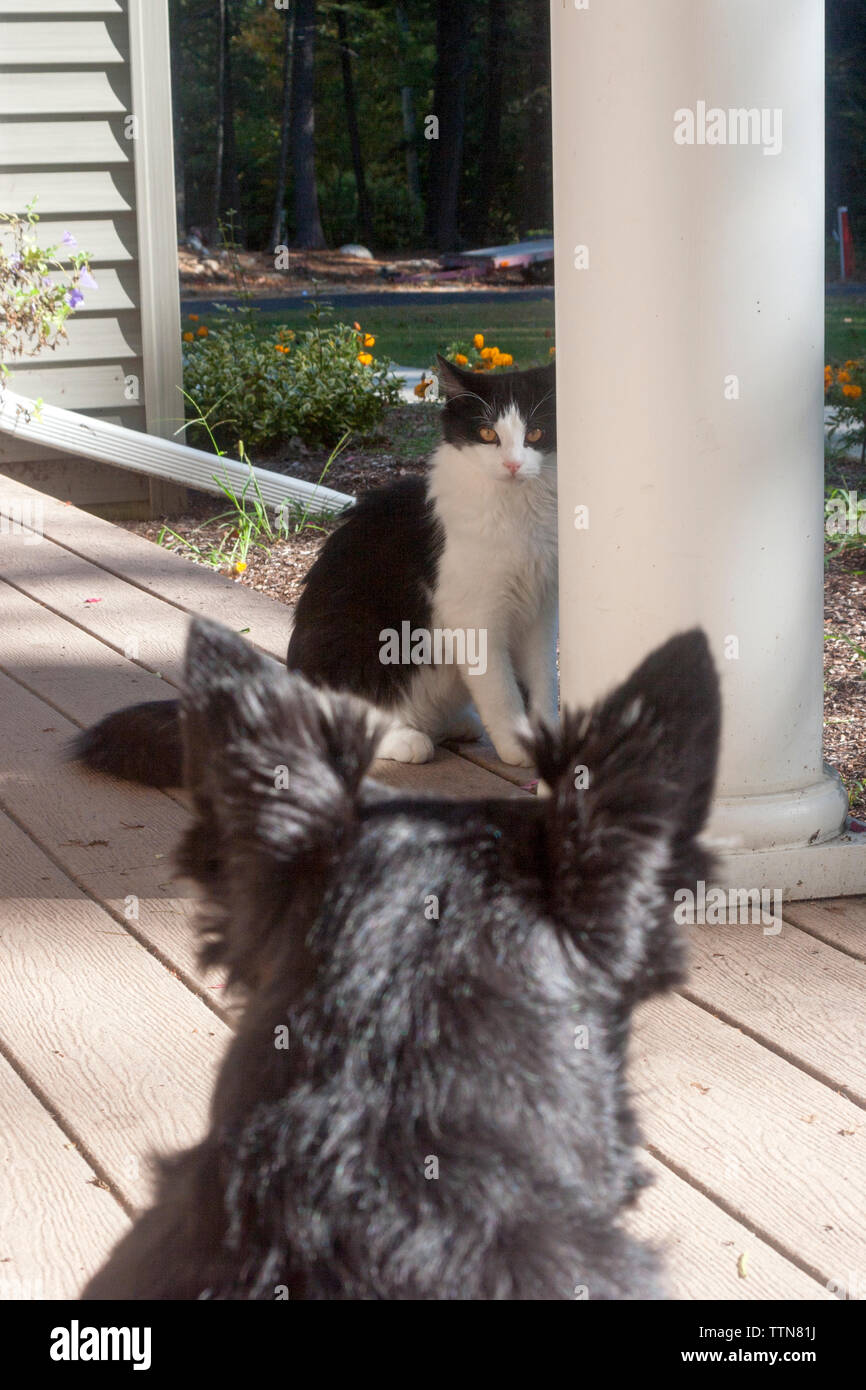 Black White Terrier Dog Stock Photos Black White Terrier Dog