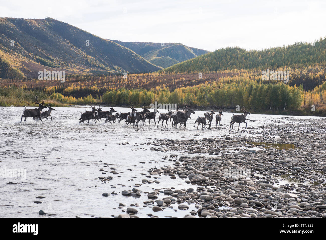 Deer running in river at Yukon Charley Rivers National Preserve Stock Photo