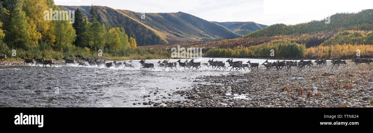 Panoramic view of deer running in river at Yukon Charley Rivers National Preserve Stock Photo