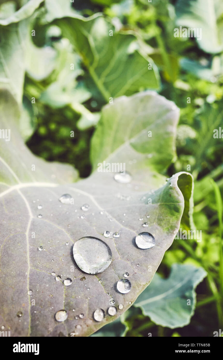 Close up picture of water drops on a leaf, color toned picture, shallow depth of field. Stock Photo