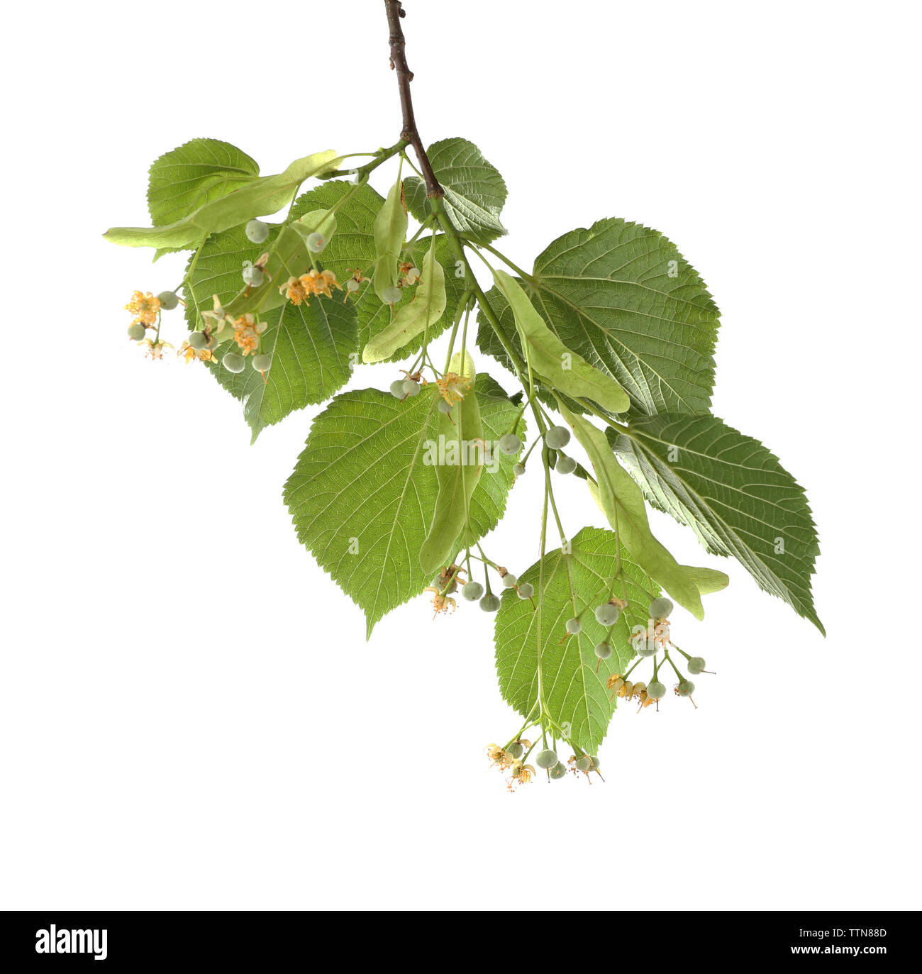 Linden branch isolated on white Stock Photo Alamy