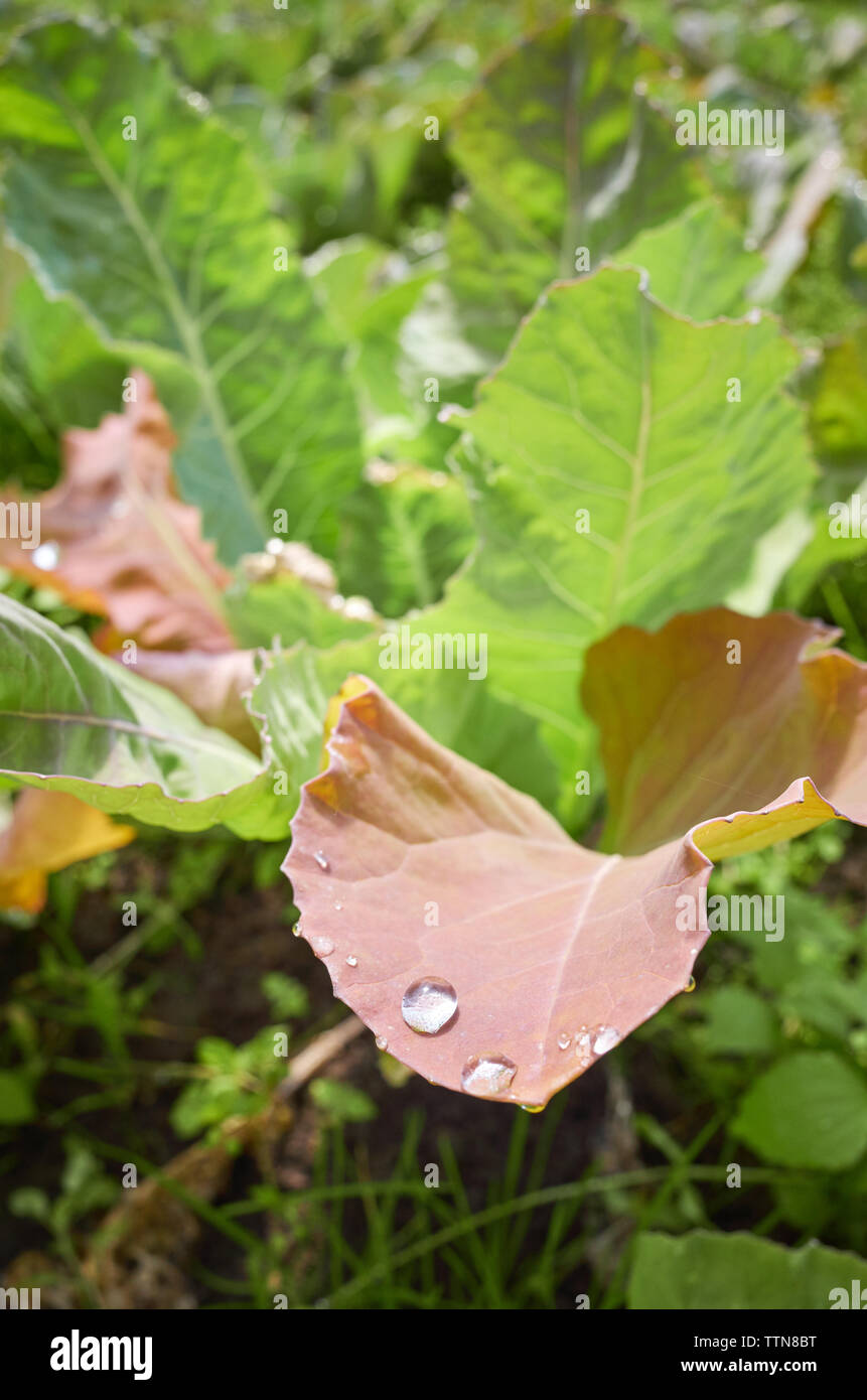 Close up picture of water drops on a leaf, shallow depth of field. Stock Photo
