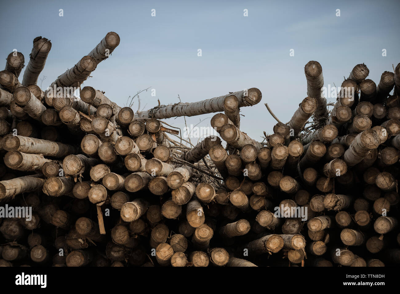 Logs at lumber industry against sky Stock Photo