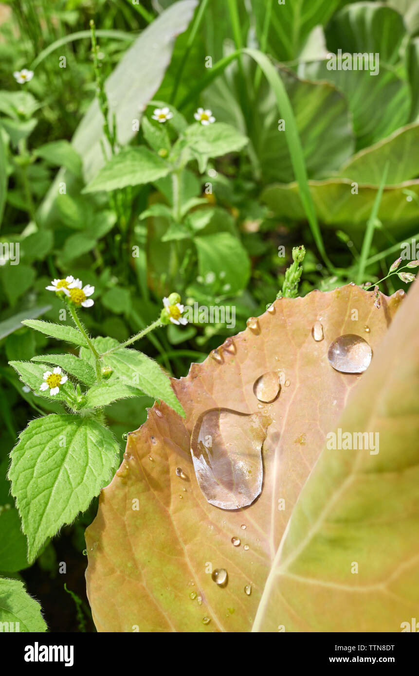 Close up picture of water drops on a leaf, shallow depth of field. Stock Photo