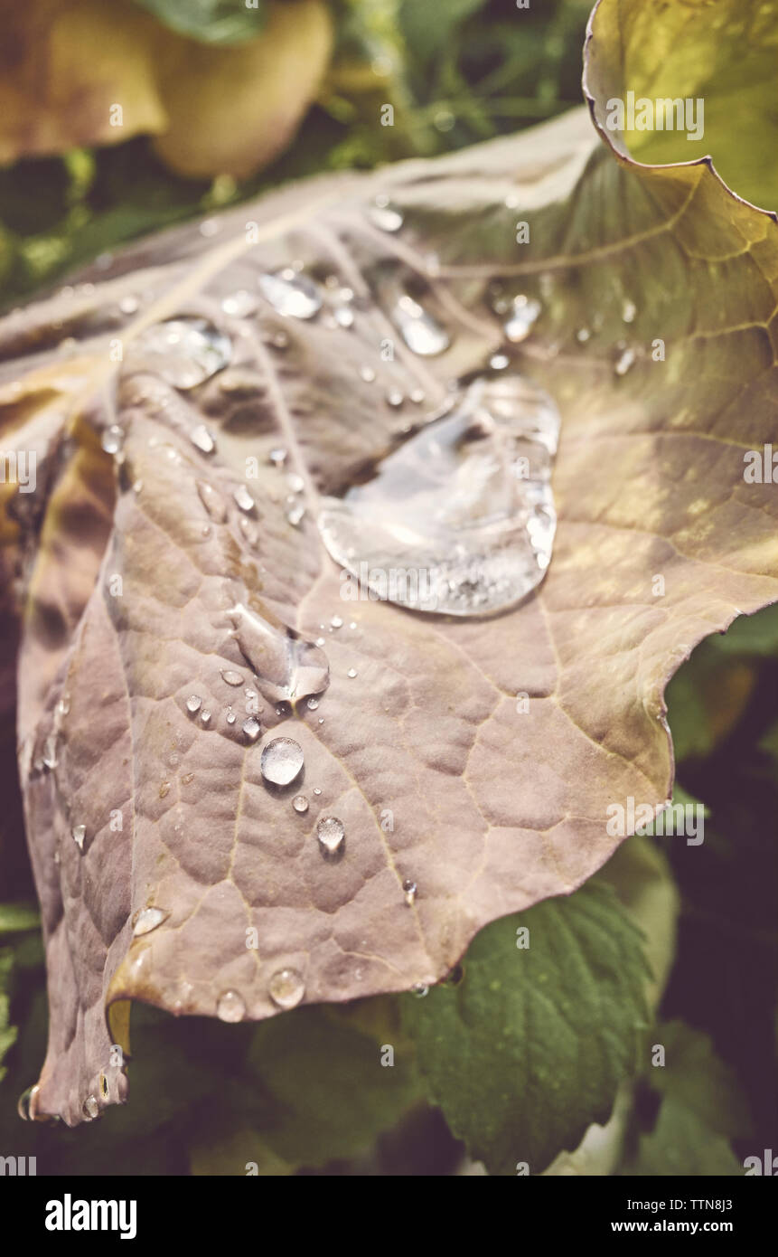 Close up picture of water drops on a dried leaf, color toning applied, shallow depth of field. Stock Photo