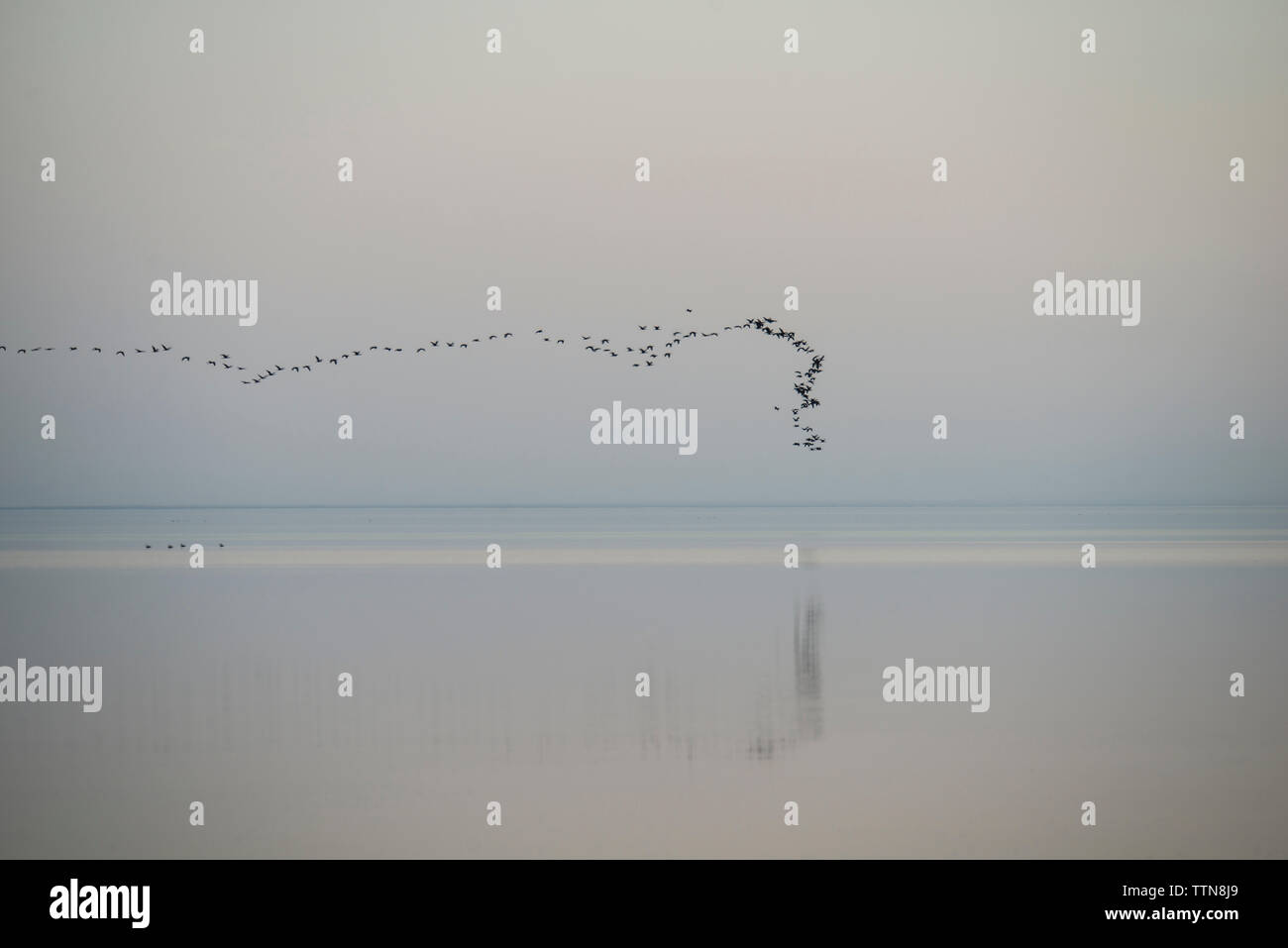 Flock of birds flying over Salton Sea against sky Stock Photo