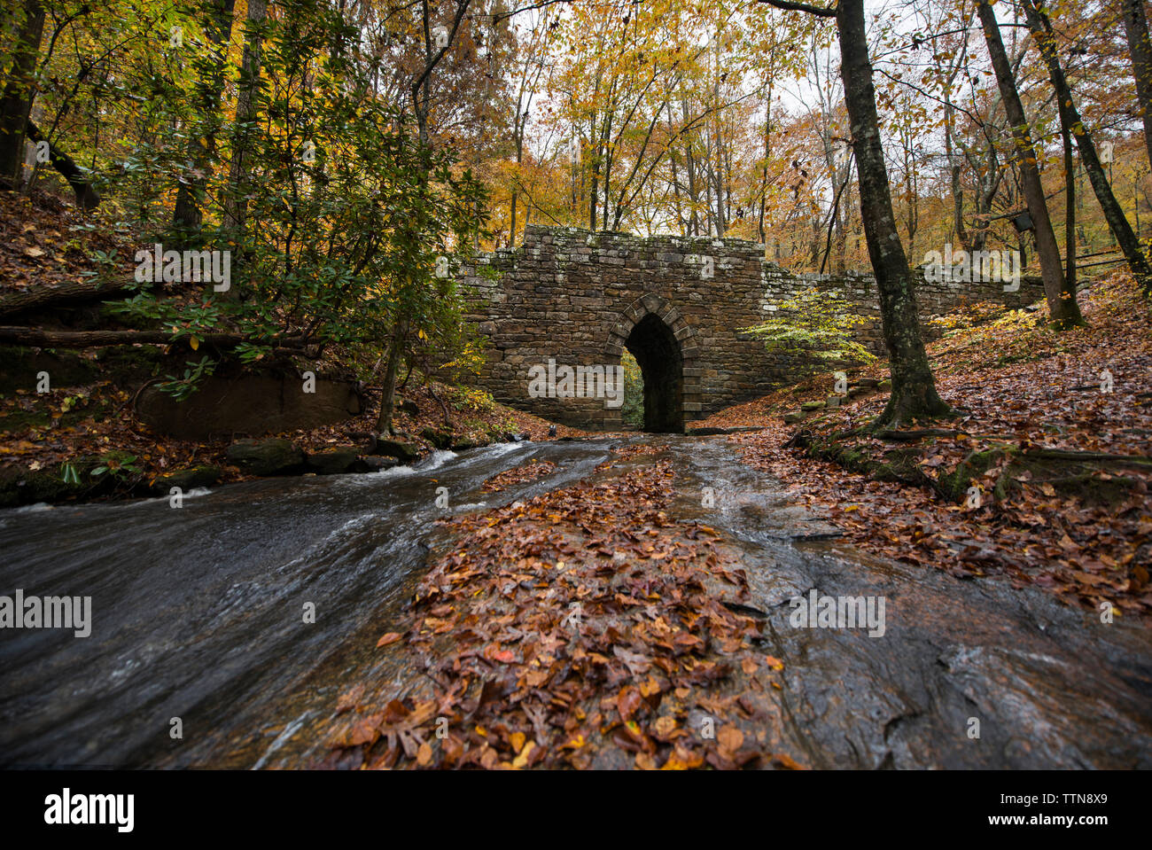 Poinsett bridge by trees in forest Stock Photo