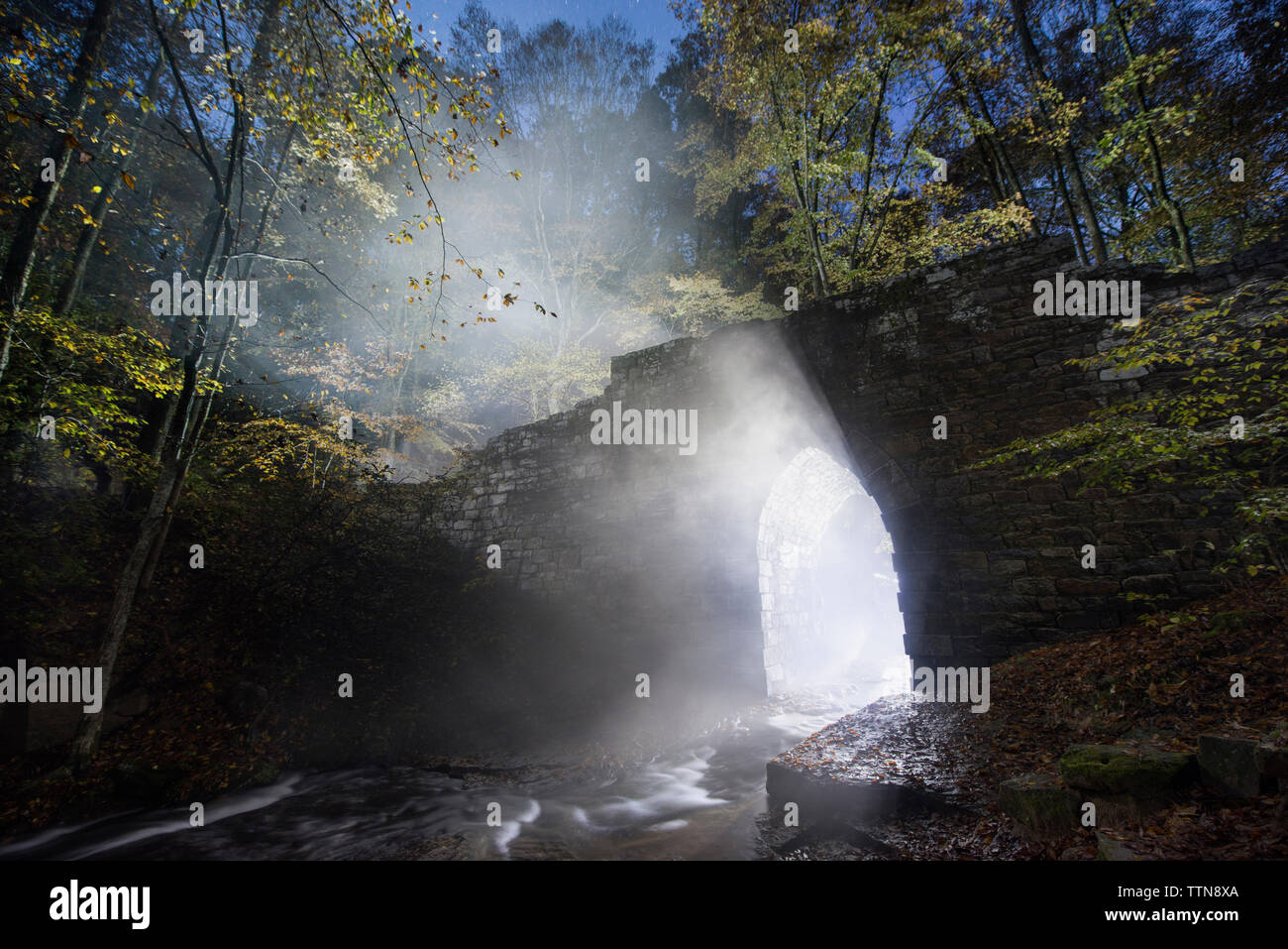 Light beams passing through Poinsett bridge by trees in forest at night Stock Photo