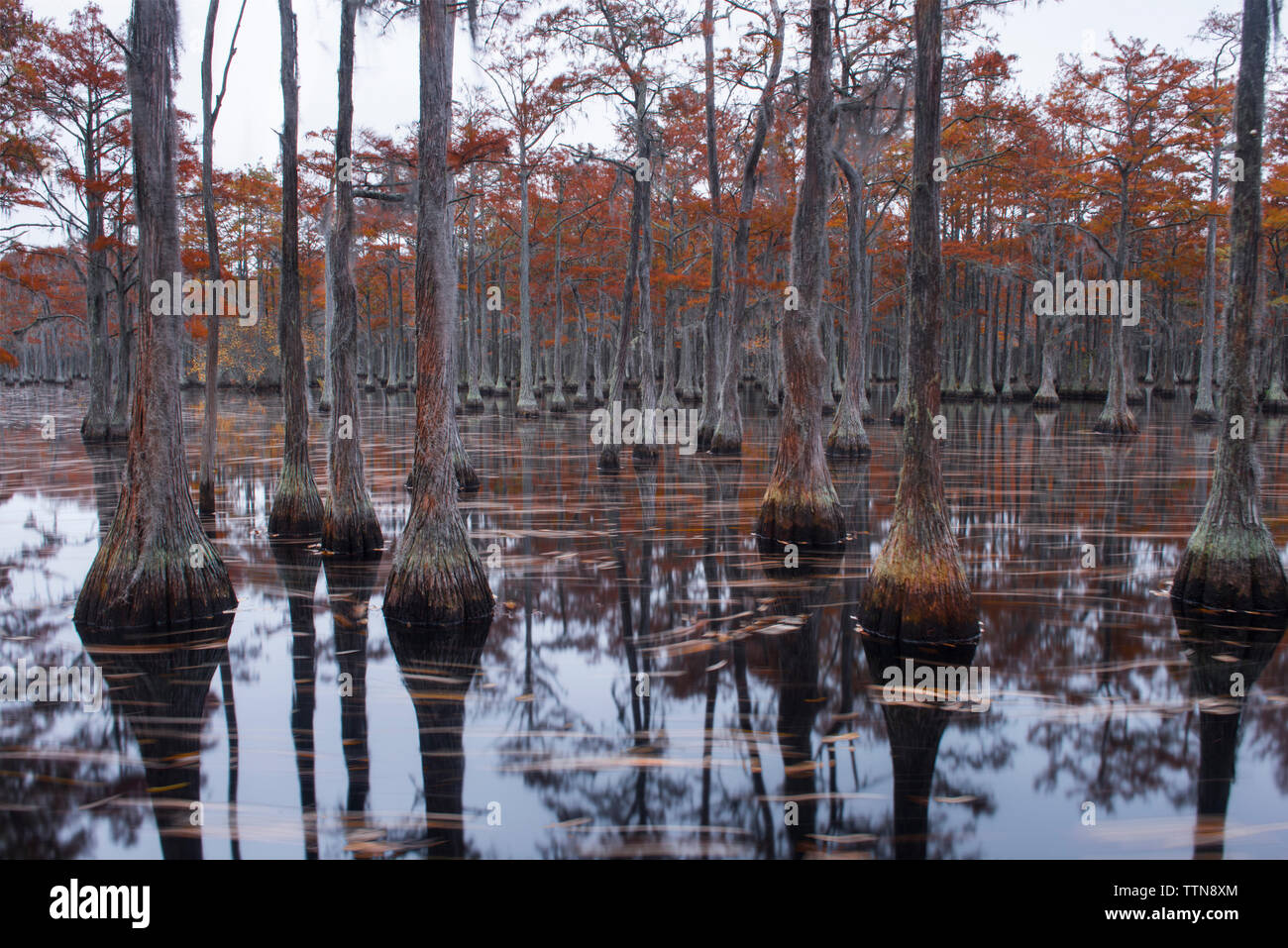 Scenic view of trees in Cypress Lake at forest Stock Photo