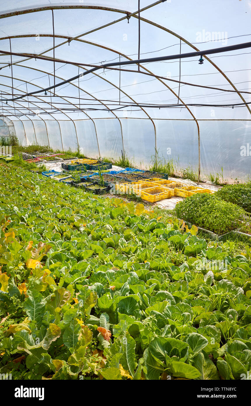 Interior of greenhouse hi-res stock photography and images - Alamy