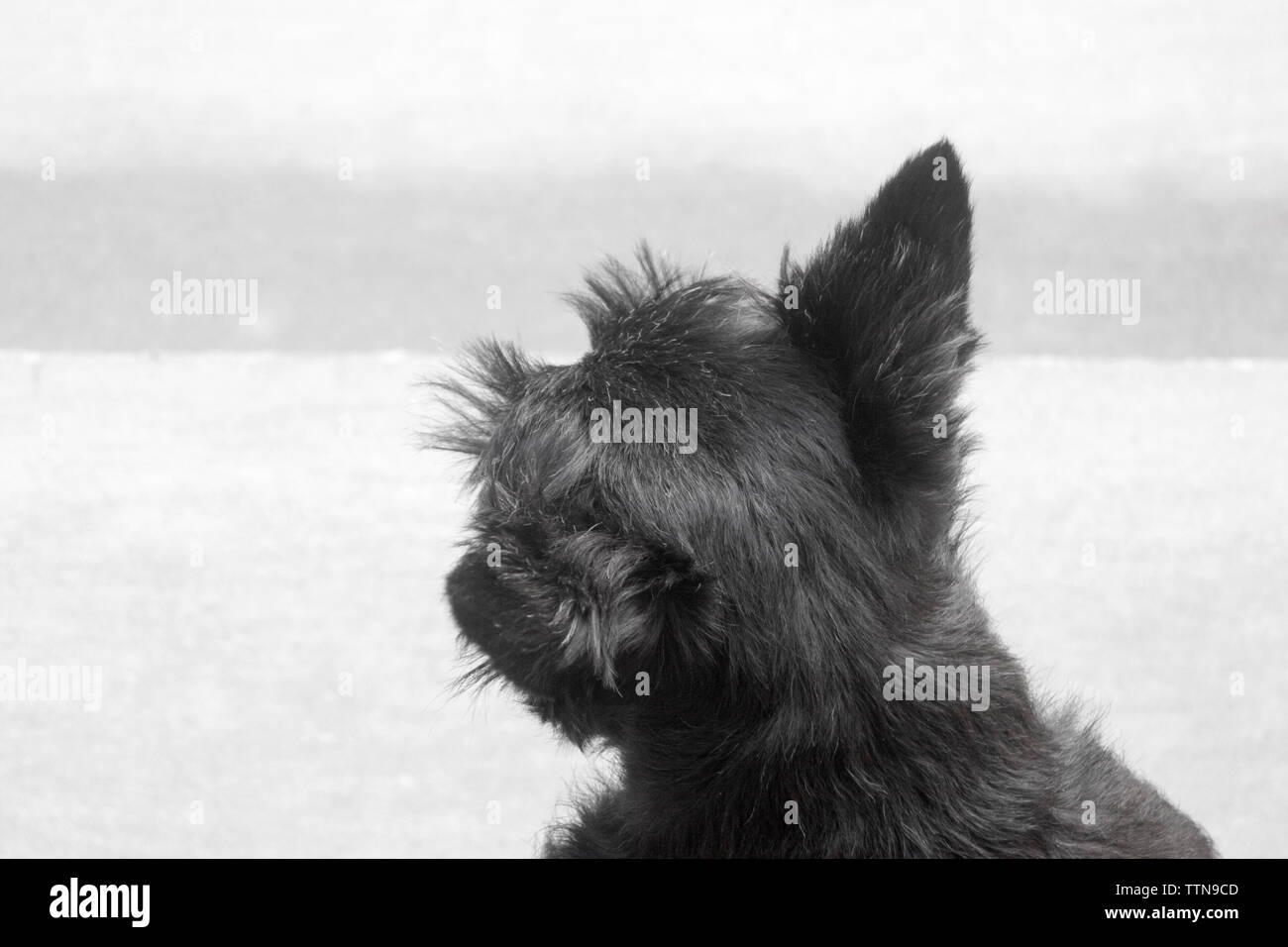 From above attentivehi res stock photography and images Alamy From above attentivehi res stock photography and images Alamy